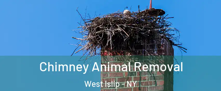  Chimney Animal Removal West Islip - NY