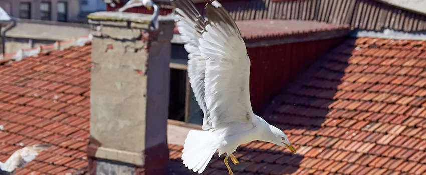 Residential Chimney Animal Removal Solution in West Islip, NY