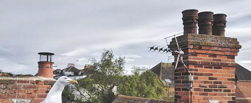 Chimney Cleaning And Restoration in West Islip, New York